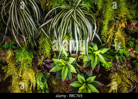 Living Wall vertikale s plantscape zu erneuern an der Esplanade auf der Worth Avenue in Palm Beach, Florida. (USA) Stockfoto