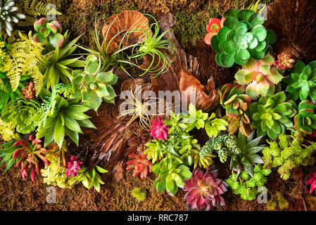 Living Wall vertikale s plantscape zu erneuern an der Esplanade auf der Worth Avenue in Palm Beach, Florida. (USA) Stockfoto