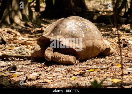 Die Riesenschildkröte (Aldabrachelys gigantea), von den Inseln der Aldabra Atoll auf den Seychellen, ist einer der grössten Schildkröten im w Stockfoto