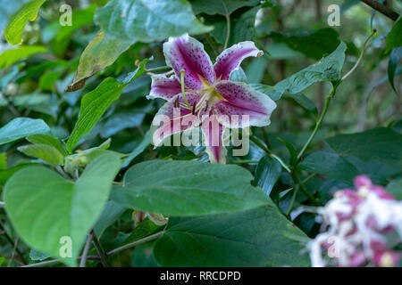 Rosa Lilie hybrid. in Neuseeland fotografiert. Stockfoto