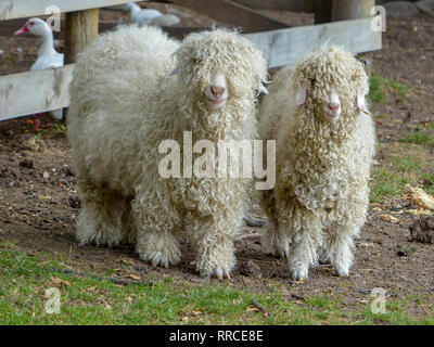 Lange schröpfen Rasse der Schafe. Auf South Island, Neuseeland fotografiert. Stockfoto