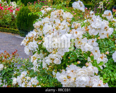 Botanischer Garten, Christchurch, Südinsel, Neuseeland Stockfoto