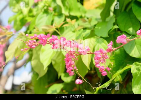 Das Bündel von Schöne rosa Antigonon oder Kette der Liebe Blumen und grüne Blätter am Baum. Stockfoto