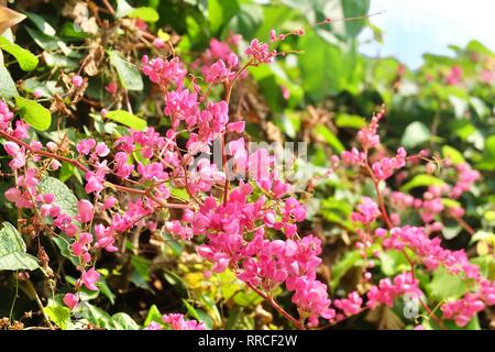 Das Bündel von Schöne rosa Antigonon oder Kette der Liebe Blumen und grüne Blätter am Baum. Stockfoto