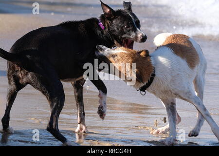 2 verspielte Hunde spielen und Kämpfen am Strand Stockfoto