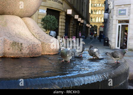 Tauben in Manchester Brunnen Stockfoto