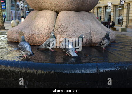 Tauben in Manchester Brunnen Stockfoto