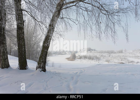 Drei Birken in der Natur im Winter an einem sonnigen Tag, mit Fußspuren auf dem Schnee in der Nähe von steilen gefrorenen Fluss Banken Stockfoto