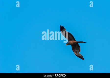 Eine gelbe Rechnung Kite (Milvus aegyptius) schwebt in der Luft während der Jagd. Stockfoto