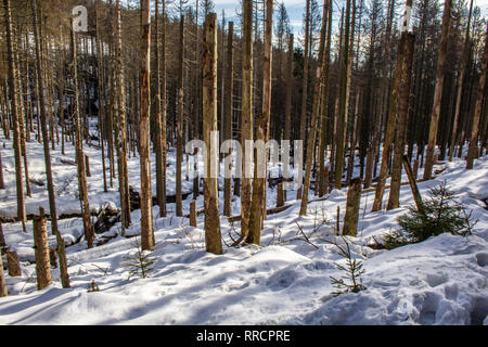 Verschneite Landschaft im Wald am Nationalpark Harz, Deutschland Stockfoto