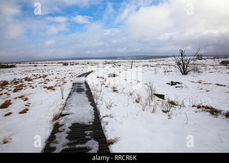 Winter im Hohen Moor Hohes Venn, Belgien, Europa. Winter im Hochmoor Hohes Venn, Belgien, Europa. Stockfoto