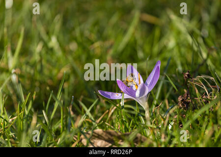 Biene sammelt Polen von Crocus Blume in einem Garten Stockfoto