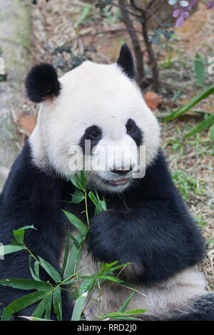 Portrait von Panda, Ailuropoda Lalage, oder Panda Bear. In der Nähe von Giant panda liegen und Essen mit frischen Bambus Bambus umgeben. Stockfoto