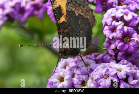 Detaillierte Kopf - Blick auf eine kleine Fuchs Schmetterling (Nymphalis urticae) Ernährung auf einem sommerflieder Blume an einem warmen Sommertag. Stockfoto