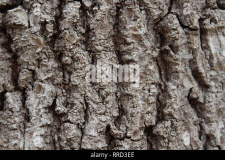 Schönen Baum, Natur, wilde Leben Stockfoto