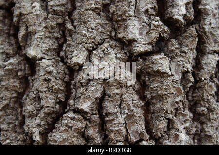 Schönen Baum, Natur, wilde Leben Stockfoto