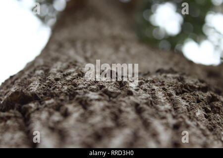 Schönen Baum, Natur, wilde Leben Stockfoto