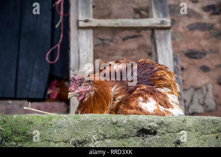 Toten Huhn im Hof, Landwirtschaft, Huhn, Henne, UK, Landwirtschaft, Tiere, Tier, Tier Kopf, Braun, Nah, Nahaufnahme, Stockfoto