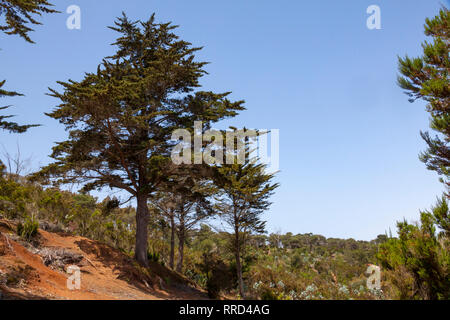 Reserva Natural del Brezal, Santa María de Guía, Gran Canaria Stockfoto