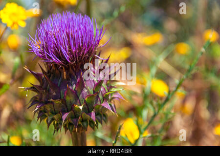 Flor del Cardo, Santa María de Guía, Gran Canaria Stockfoto