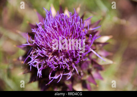 Florales Capítulos, Flor del Cardo, Santa María de Guía, Gran Canaria Stockfoto