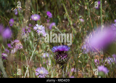 Flor del Cardo entre Cardo común, Santa María de Guía, Gran Canaria, España Stockfoto