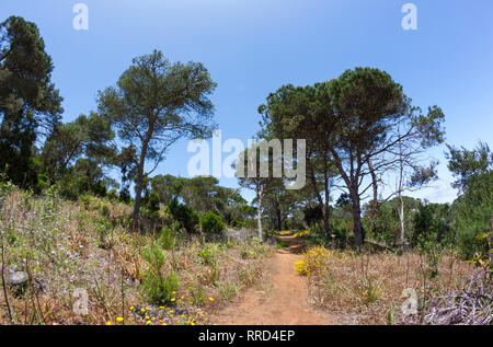 Reserva Natural del Brezal, Santa María de Guía, Gran Canaria Stockfoto