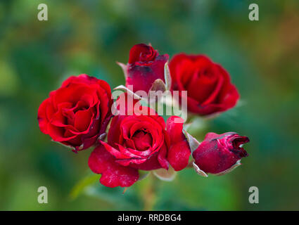 Schöne rote Rosen Bush im Sommer morgen Garten auf hellen Sommertag Hintergrund. Stockfoto