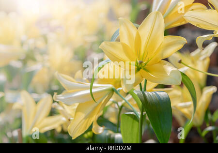 Close up gelb Lilly blühen im Garten., Blume Hintergrund Stockfoto