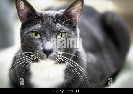 Porträt eines reinrassigen Grau tabby Katze mit weißen Fleck auf der Brust mit gelben, grünen Augen Stockfoto