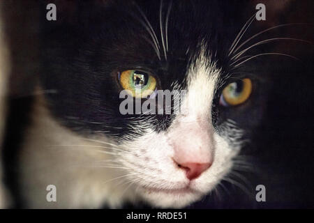 Porträt eines reinrassigen Katze Kitty mit schwarzen Fell und weissen Fleck auf seinem Gesicht mit gelben, grünen Augen Stockfoto