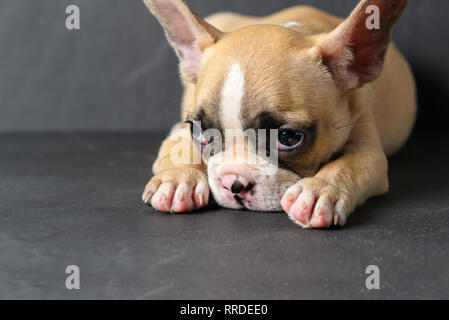 Französische Bulldogge Welpen schlafen auf schwarzen Stein Hintergrund niedlich, Haustier Konzept Stockfoto