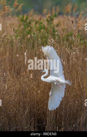 Natürliche Silberreiher (Egretta alba) mit Flügeln, die Landung in Schilfgürtel Stockfoto