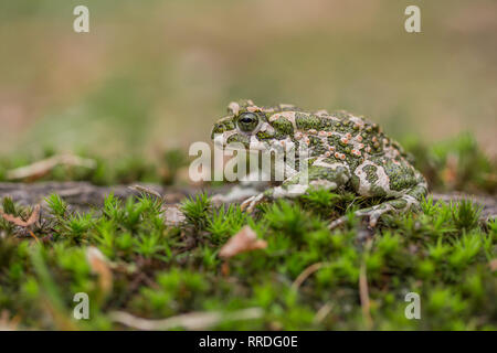 Grüne Kröte Bufotes Pseudepidalea viridis, auch oder Bufo in der Tschechischen Republik Stockfoto