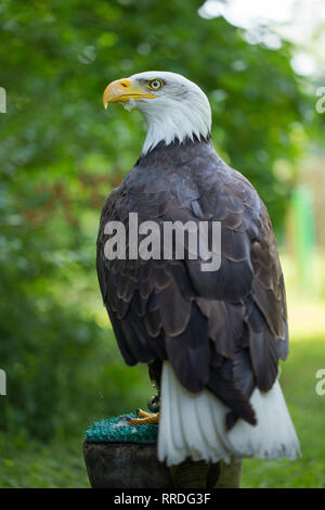 Weißkopfseeadler Haliaeetus leucocephalus auf grünem Hintergrund in menschlicher Obhut. Stockfoto