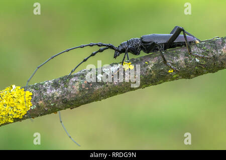 Longhorn beetle Cerambyx cerdo in der Tschechischen Republik Stockfoto