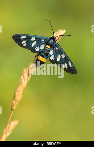 Neun - gefleckte Motten oder gelben Gürtel Burnett, Amata phegea, ehemals Syntomis phegea, in der Tschechischen Republik Stockfoto