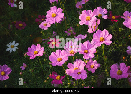 Schöne rosa cosmos Blumen im Garten, selektiver Fokus und Blume Hintergrund Stockfoto