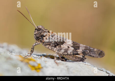 Blue-winged Heuschrecke, Oedipoda caerulescens in der Tschechischen Republik Stockfoto