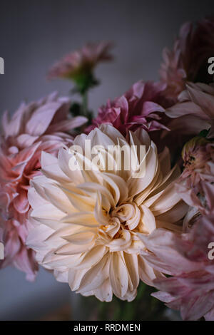 Closeup Haufen von schönen frischen rosa Chrysanthemen auf unscharfen Hintergrund Stockfoto