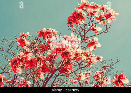 Magnolia Blumen getönten in Coral Pink Farbe, mit blauen Himmel im Hintergrund, selektiver Fokus Stockfoto
