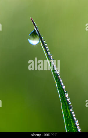 Botanik, Grashalm mit Tau, Schweiz, Additional-Rights - Clearance-Info - Not-Available Stockfoto