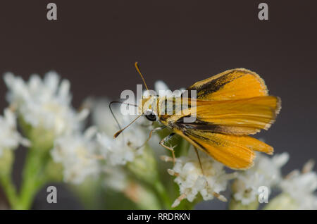 Orange Skipperling, Oarisma aurantiaca, Nektaring auf Seepferdchen, Baccharis salicifolia Stockfoto