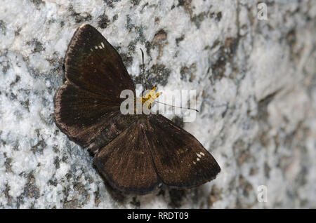 Golden-headed Staphylus Scallopwing, ceos, männlich Stockfoto