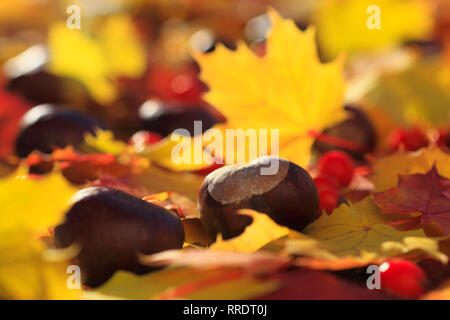Botanik, Maple Leaf mit Rosskastanie, Schweiz, No-Folded-Card oder Greeting-Card oder Postcard-Use, weltweit, unbegrenzte Zeit, Stockfoto