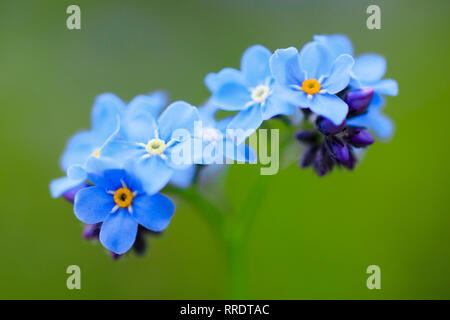 Botanik, Forget-me-not, Italien, Additional-Rights - Clearance-Info - Not-Available Stockfoto