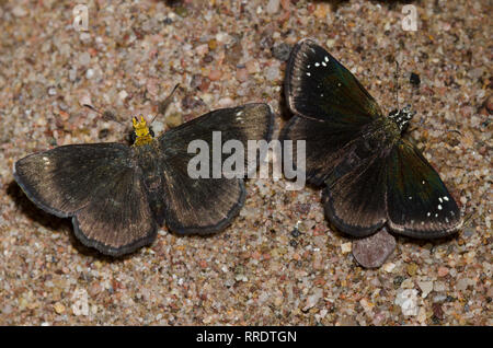 Golden-headed Staphylus Scallopwing, ceos und gemeinsame Pholisora Sootywing, Catull, Schlamm - puddling, beide Männer Stockfoto