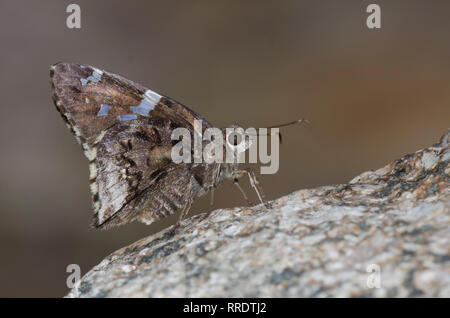 Arizona Skipper, Codatractus arizonensis Stockfoto