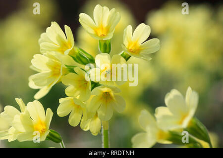 Botanik, Schlüsselblume, Primula Veris, Schweiz, Additional-Rights - Clearance-Info - Not-Available Stockfoto