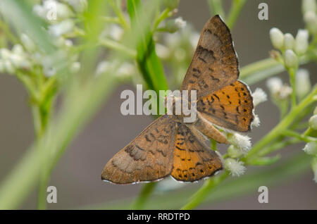 Zela Metalmark, Apodemia zela, männliche Nektarisierung auf Setzweide, Baccharis salicifolia Stockfoto